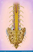 Image result for Lumbar and Sacral Spine