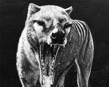 Image result for Thylacine