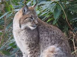 Image result for Northern Lynx