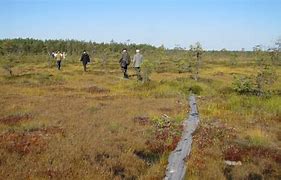 Image result for Peat Plant