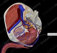 Image result for Prostatic Plexus