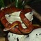 Image result for corn snake morphs