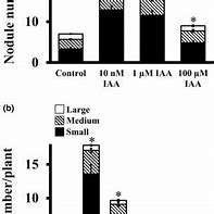 Image result for Auxin Cytokinin Soybean Nodule