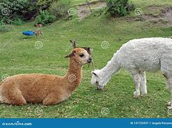 Image result for Llama Herd