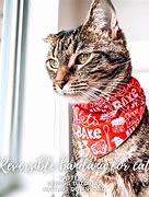 Image result for How to Make a Cat Bandana