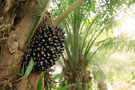 Image result for KELAPA SAWIT