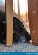 Image result for Black Lab Sleeping Angel Necklace