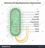 Image result for Mycobacterium Tuberculosis Cartoon