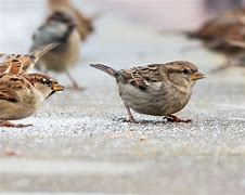 Image result for Flock of Sparrows