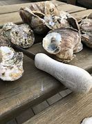 Image result for Beech Mountain Oyster Roast