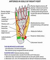 Image result for Plantar Arch