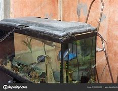 Image result for Dirty Fish Tank