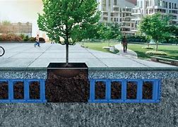 Image result for Urban Tree in Tank