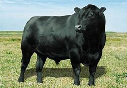 Image result for Angus Cattle