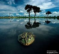 Image result for Nat Geo Wild Wallpaper