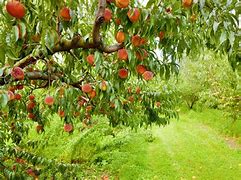 Image result for French Peach Orchard