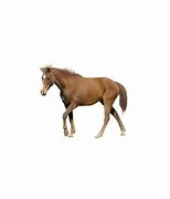 Image result for Race Horse Cut Out