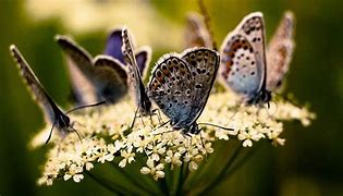 Image result for Amazing Butterflies