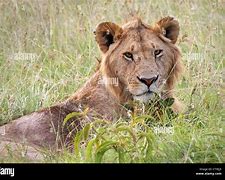 Image result for Teenage Male Lion