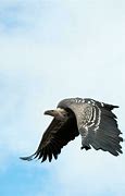 Image result for Vulture Flying