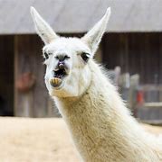 Image result for Llama Smile