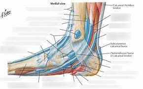 Image result for Lateral Ankle Retinaculum