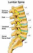 Image result for Spinal Nerves Lumbar Spine