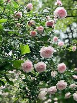 Image result for New Dawn Climbing Rose