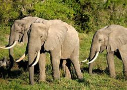 Image result for African Elephants in Wata