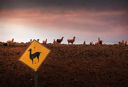 Image result for Llama Herd