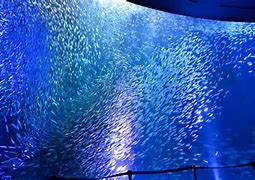 Image result for Nagoya Aquarium