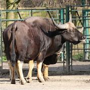 Image result for Gayal Animal