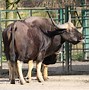 Image result for Gayal Animal