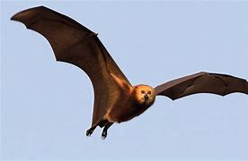 Image result for Great Flying Fox