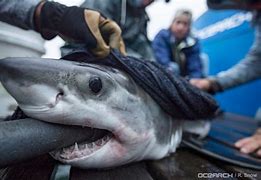 Image result for Shark Pup