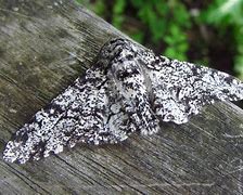 Image result for Peppered Moth Eggs