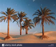 Image result for Sahara Desert Oasis Plants