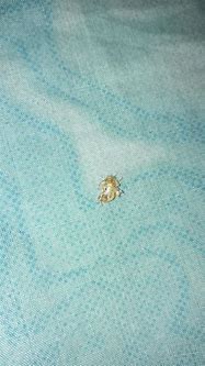 Image result for Bed Bug Molt