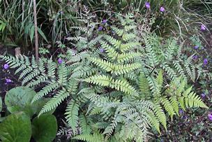 Image result for Athyrium Vidalii