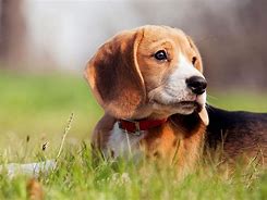 Image result for Most Loved Dog Breed