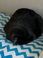 Image result for Cat Spots to Sit and Sleep