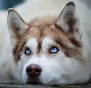 Image result for Anjing Husky