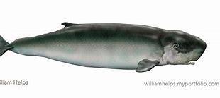 Image result for Pygmy Sperm Whale