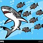 Image result for Shark Like Fish