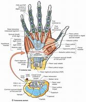 Image result for Structures Under Flexor Retinaculum of Hand