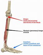 Image result for Peroneus Brevis Attachment