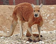 Image result for Red Dog Aus