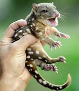 Image result for Marsupial Birth