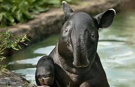 Image result for Wild Tapir