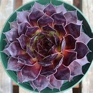 Image result for Black Diamond Succulent